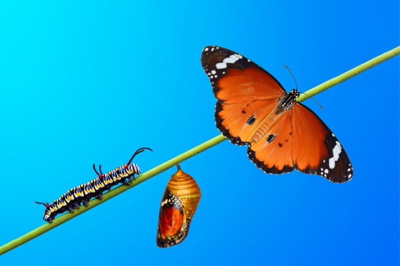 Showing Up: The Embodiment of Inner Wisdom, Part 5