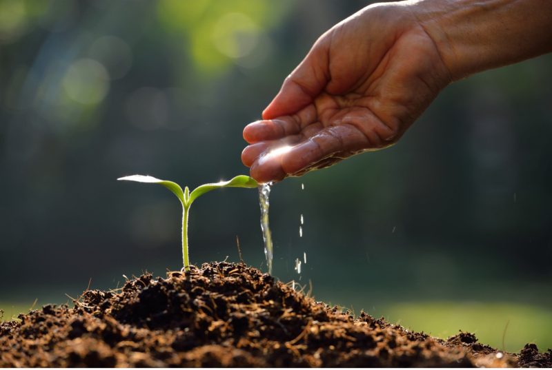 Becoming Gardeners: Cultivate “Organic” Thinking