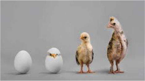 Chicken
